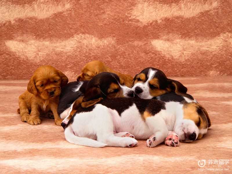 数十万军队保护没用，是以军F-35战机炸死哈尼亚？斩首战让人恐怖